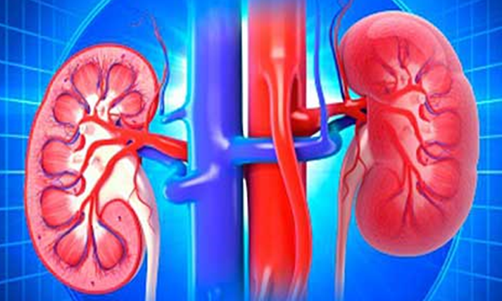 Creatinina y Función Renal